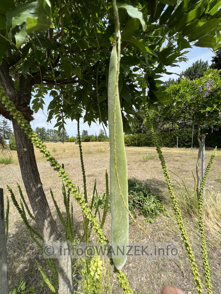 Wisteria Schote Blauregen.jpg